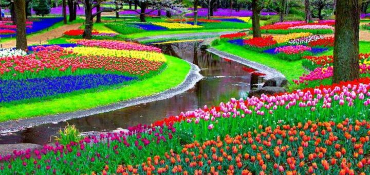 Flores
